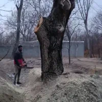 خریدار چوب|خدمات باغبانی و درختکاری|مراغه, |دیوار