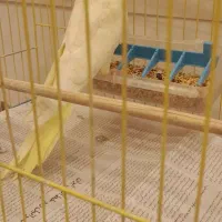 طوطی عروس|پرنده|رشت, بازار|دیوار