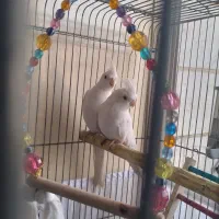 عروس هلندی مولد البینو