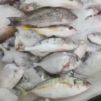 تخته کار ماهی دریای