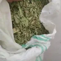 کرفس یا کلوس کوهی موسیر|گل و گیاه طبیعی|شهرکرد, |دیوار