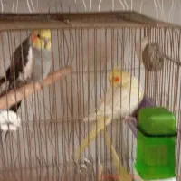 جفت ،جوان،نر سخنگو