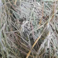 ریش بزی یا افدرا یا هوم|خوردنی و آشامیدنی|تهران, ابوذر|دیوار