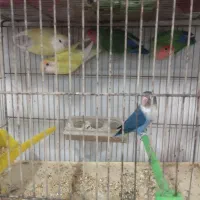 11عددکوتوله برزیلی فول فول اهلی آیهان|پرنده|خوی, |دیوار