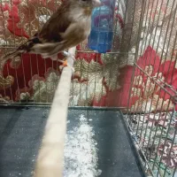 جوجه سهره قناری|پرنده|اندیشه, اندیشه فاز ۱|دیوار