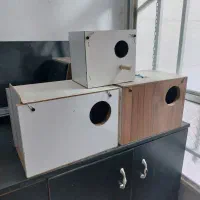 لانه عروس هلندی و مرغ عشق