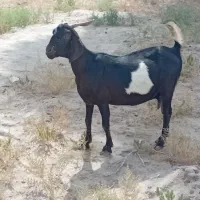 گوسفند دوقولو زا مایه
