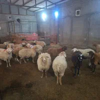 گوسفند شیشک آبستن دو ماهه|حیوانات مزرعه|نیر (اردبیل), |دیوار