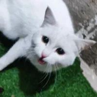 واگزاری بریتیش