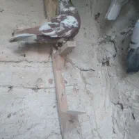 پرنده پرشی|پرنده|شیراز, داریون|دیوار