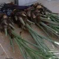 دارابی|حراج|داراب, |دیوار