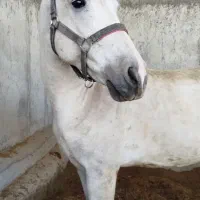اسب