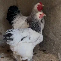 مرغ برهما|حیوانات مزرعه|گلوگاه, |دیوار