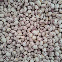 فروش ۲تن لوبیا چیتی