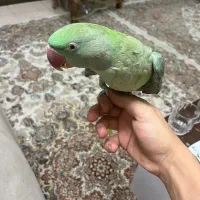 شاه طوطی رام و دستی ماده