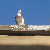 کبوتر  طوقی|پرنده|ایوان, |دیوار
