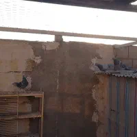 کبوتر پلاکی اصل مسافتی|پرنده|خرمدره, |دیوار