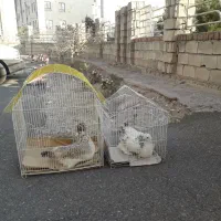 مرغ نژاذدار وشیرمشعل گازی