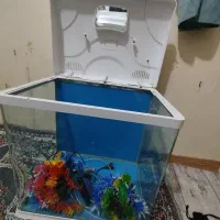 آکواریوم|ماهی|خرم‌آباد, |دیوار