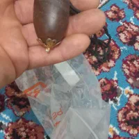 سنگ گردنی|جواهرات|هشتگرد, مدرس|دیوار