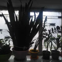 سانسوریا، پتوس، یوکا، زاموفیلیا