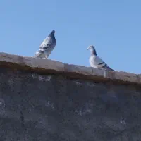 کوبوتر آلمانی