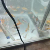 گوپی . زبرا باله بلند و کوی چرم|ماهی|زاهدان, |دیوار