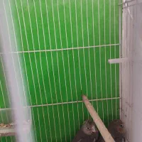 جوجه عروس هلندی