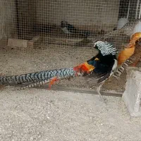 جفت قرقابل لیدی طاووس|پرنده|شیراز, امام حسین|دیوار