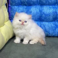 مجموعه گربه های اشرافی (پرشین بریتیش اسکاتیش)|گربه|تهران, پونک|دیوار