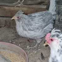 یک جفت نیمچه گلین طوسی|حیوانات مزرعه|وحیدیه, |دیوار