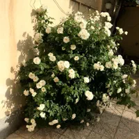 اقامتگاه خانه مادری بلوارمطهری اسفراین|اجارهٔ کوتاه‌مدت آپارتمان و سوئیت|اسفراین, |دیوار