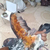 کبوترپردمی