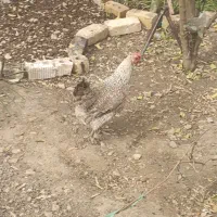 مرغ باشت|حیوانات مزرعه|باشت, |دیوار