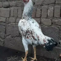 مرغ لاری دانگ بالا
