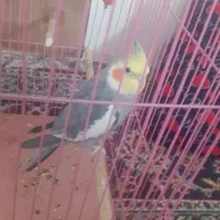 عروس هلندی نروماده مولد|پرنده|گلپایگان, |دیوار