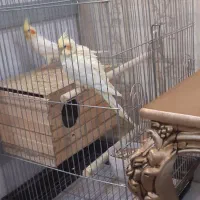 عروس هلندی نروماده