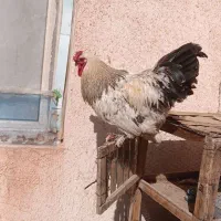 خروس