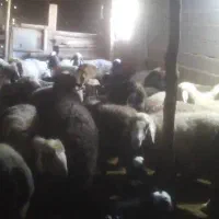 میش بره دار|حیوانات مزرعه|دشمن زیاری, |دیوار