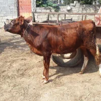 گوساله یا گاو