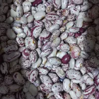 لوبیا چیتی زود پز محصول امسال|عمده‌فروشی|بهارستان, |دیوار