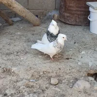 کبوتر طوقی فقط ماده برا فروش هست