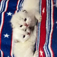 اسکاتیش بریتش