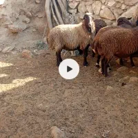 شیشک. داشتی