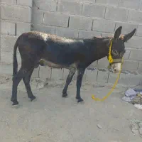 این الاغ سالم به فروش می رسدتندرو