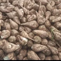 چغندر فروشی