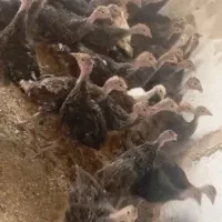 جوجه بوقلمون برنز انگلیس دوماهه