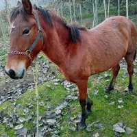 اسب|اسب و تجهیزات اسب‌سواری|لیسار, |دیوار