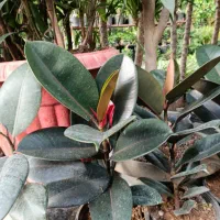 گل پالیز|گل و گیاه طبیعی|شیراز, رکنآباد|دیوار