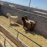 بز پاکستانی